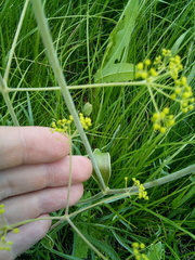 Ferula tatarica