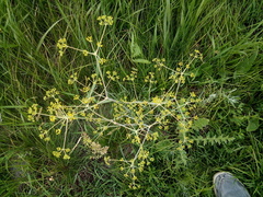 Ferula tatarica