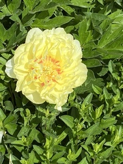 Angiospermae
