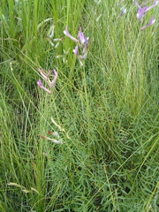 Astragalus macropus