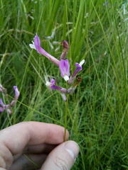 Astragalus macropus