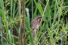 Pterorhinus lanceolatus