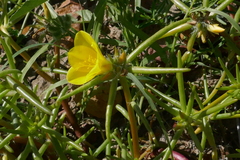 Portulaca filifolia