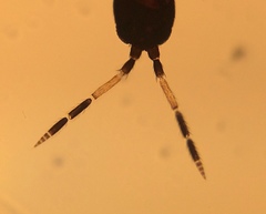 Aeolothrips kuwanaii