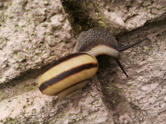 Euhadra amaliae