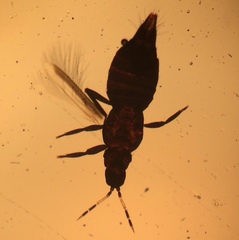 Aeolothrips kuwanaii