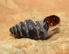 Chondrina