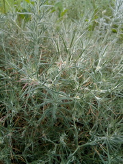 Ceratocarpus arenarius