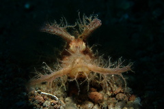 Pteroidichthys amboinensis