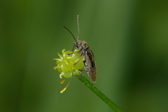 Dascillus