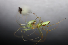 Tetragnatha squamata