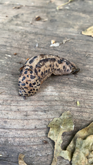 Limax maximus