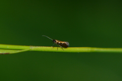 Micropterigidae