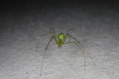 Tetragnatha squamata