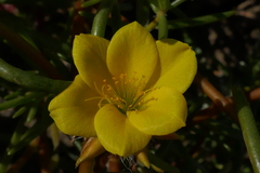 Portulaca filifolia