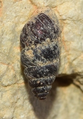 Chondrina