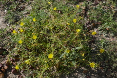 Portulaca filifolia