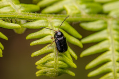 Cryptocephalus bameuli