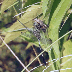 Orthetrum sabina