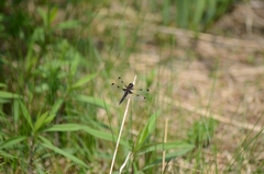 Libellula angelina