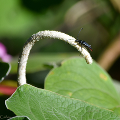 Cyphonotida rostrata
