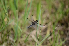 Libellula angelina