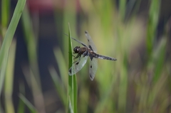 Libellula angelina