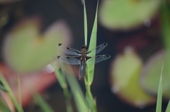 Libellula angelina