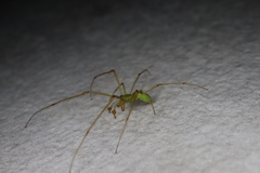 Tetragnatha squamata