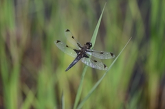 Libellula angelina