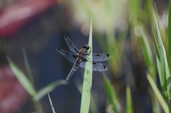 Libellula angelina