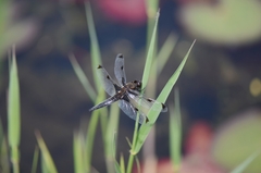 Libellula angelina