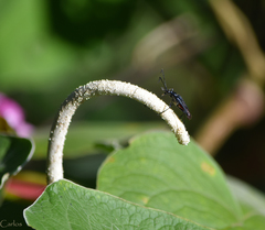 Cyphonotida rostrata
