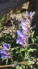 Penstemon leiophyllus