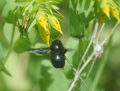 Xylocopa iris