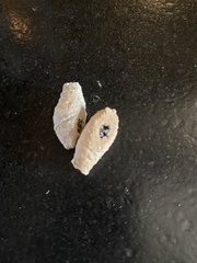 Sceliphron curvatum