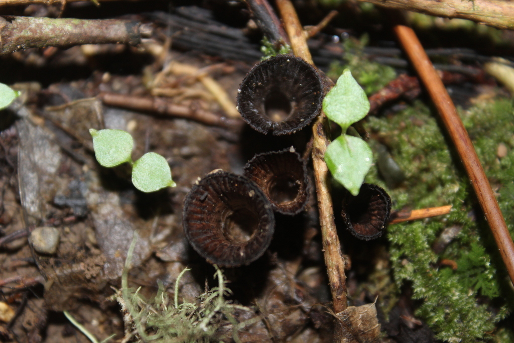fluted bird's nest fungus from Days Bay, Lower Hutt 5013, New Zealand