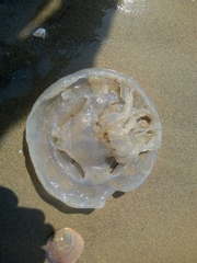 Rhizostoma pulmo