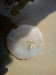 Rhizostoma pulmo