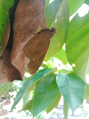 Erionota thrax