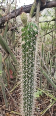 Nyctocereus serpentinus