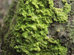 Coenogonium implexum