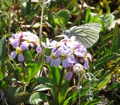 Pieris angelika