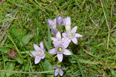 Gentianella pilosa