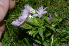 Gentianella pilosa