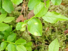 Exobasidium arescens