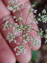 Conopodium