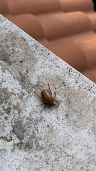 Amphimallon solstitiale solstitiale