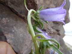 Campanula speciosa