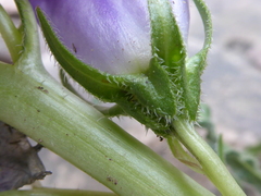 Campanula speciosa